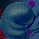 Image of a kidney