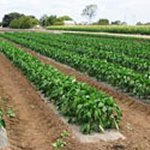 Row of a vegetable crop