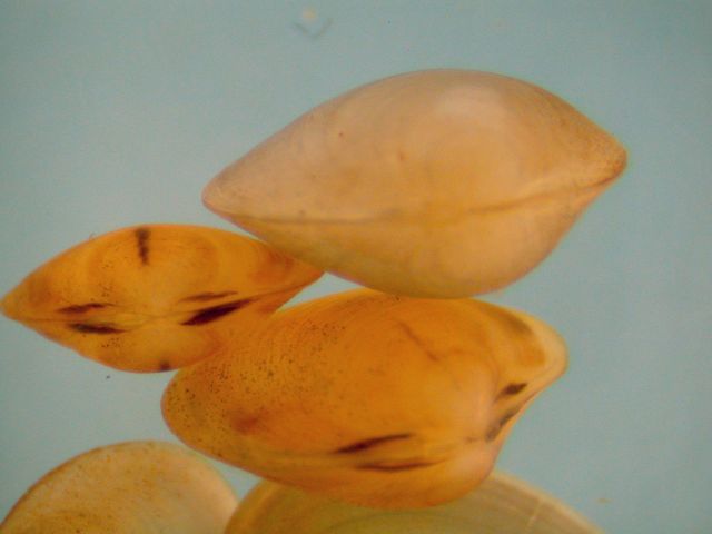 Photograph of small freshwater clams (light orange clams are Sphaeriidae and orange clams with dark marks are Cyrenidae)