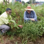 Researchers surveying Navua sedge in eastern Africa
