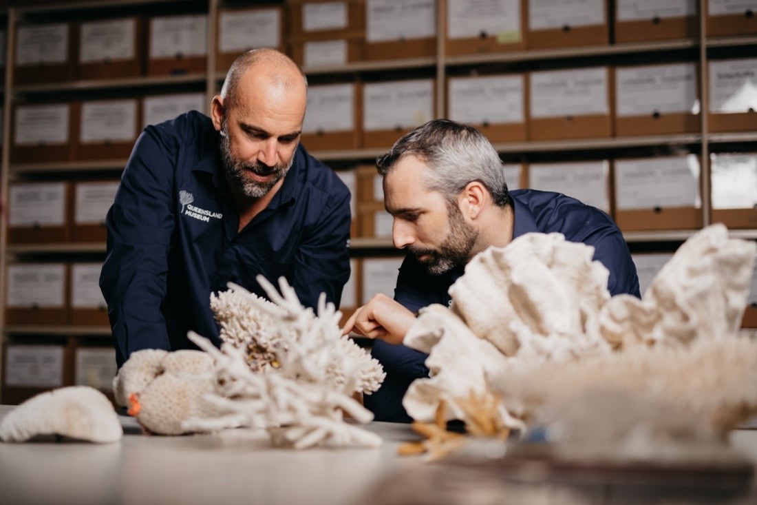 Two scientists in navy Queensland Museum uniforms looking and pointing to some white hard coral samples. Boxes on shelves holding more collection samples can be seen in the background.