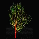 A digitised Macadamia tree