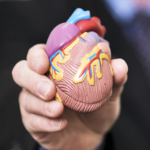 Hand holding plastic model of a heart