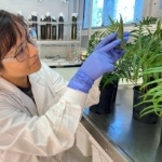 Person wearing a lab coat and blue gloves examining a potted green plant in a laboratory setting.