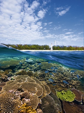 Photo of reef at Lady Elliot Island with coral in the foreground, Bundaberg. Our biodiversity inspires world’s best research.