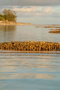 Coral formations emerging from shallow coastal water at low tide, illuminated by warm golden sunlight.