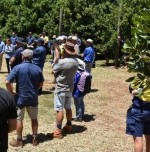 Growers looking at a macadamia orchard
