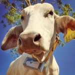 A cow fitted with an on-animal sensor measuring location & wellbeing.