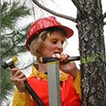 Forestry entomologist collecting samples up a tree