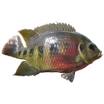 Spotted Tilapia fish