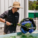 Person using a net to lift seaweed from a tank