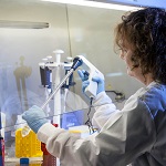 Scientist working in a PC2 safety cabinet pipetting cell suspensions
