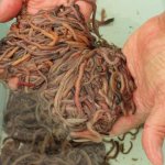 Marine worms by ABC-Marty-McCarthy