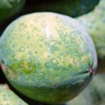Papaya ringspot disease