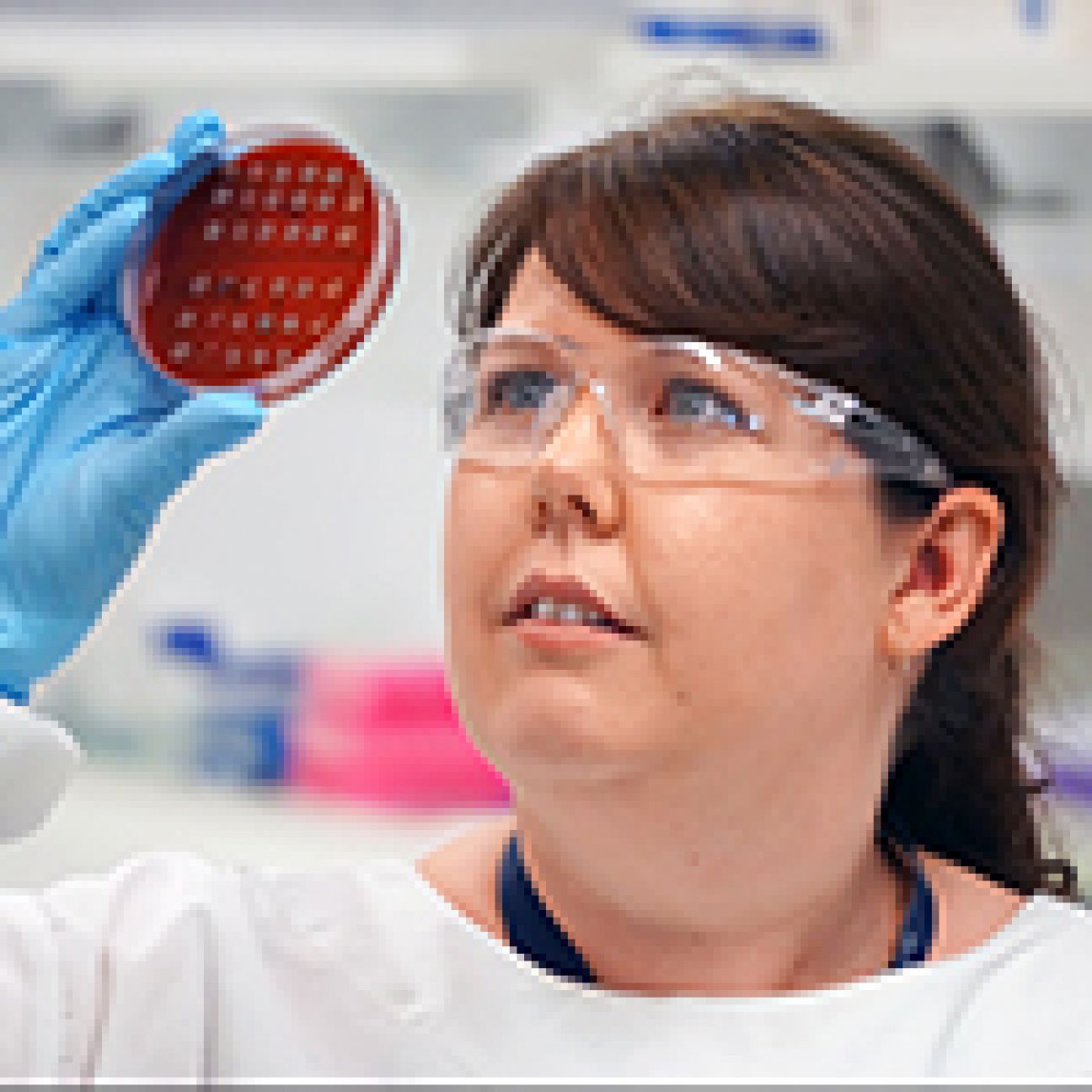 The Centre for Immunology and Infection Control | Science | Department ...