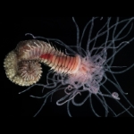 Loimia genus of sea worm