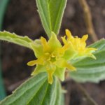 Flower of a new species of Commersonia