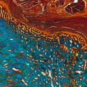 Cross section of human tissue showing cells and other structures