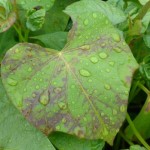 Sweetpotato leaf with a mottle virus