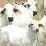 Part of research heard of cattle