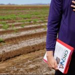 Photo of a CRCNA researcher with a sesame crop in Northern Australia