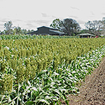 Photo of field of grain sorghum