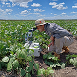 Researcher in the field researching plant diseases
