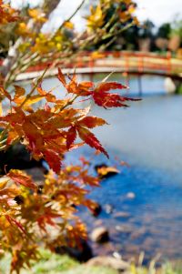Autumn leaves beside a pond with a blurred red bridge in the background