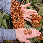 Researcher working with sorghum plants in the field.