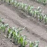 Young Sorghum crop in field at Hermitage Research Facility