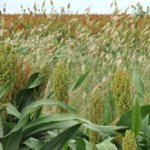 Field crop at the Leaslei Research Facility
