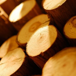 Sawn ends of a pile of logs