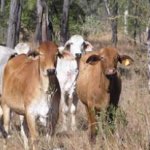 Beef cattle at Spyglass Research Facility